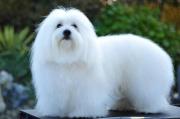 Coton De Tulear