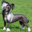 Chinese Crested