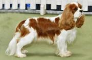 Cavalier King Charles Spaniel