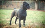 Cane Corso