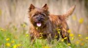 Cairn Terrier