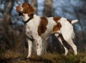 Brittany Spaniel