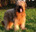 Briard