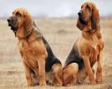 Bloodhound