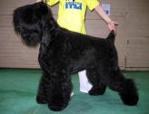 Black Russian Terrier