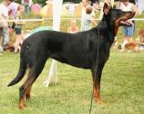 Beauceron