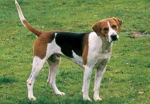 American Foxhound