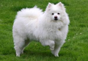 American Eskimo Dog