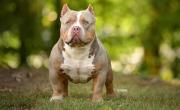 American Bully