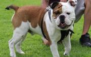 Australian Bulldog