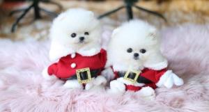 Pure White Pomeranian Puppies For Caring Homes