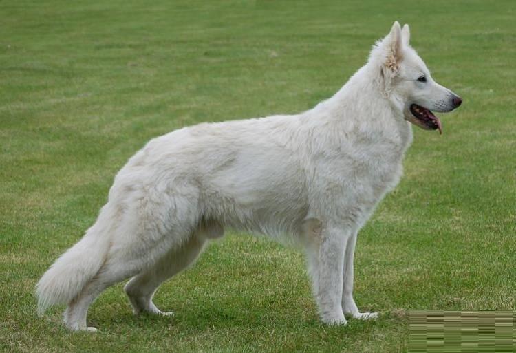 American White Shepherd Breed | Dog Breeds | Dog Breeders Gallery 325