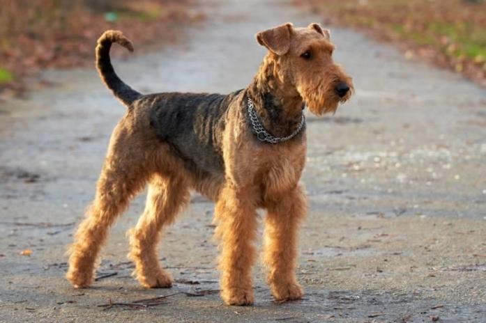 Airedale Terrier in , 