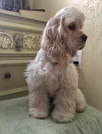 AKC American Cocker Spaniel Puppy in , <br />
<b>Notice</b>:  Undefined index: country in <b>/home/dogbreedersgallery/public_html/temp/8a6af99ac9f223d2246a14de2265ada4fad41ac6_0.file.listing_gallery.html.php</b> on line <b>69</b><br />
