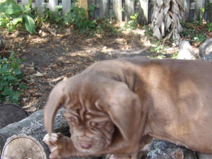 AKC Black male neapolitan and mahogany female in , <br />
<b>Notice</b>:  Undefined index: country in <b>/home/dogbreedersgallery/public_html/temp/8a6af99ac9f223d2246a14de2265ada4fad41ac6_0.file.listing_gallery.html.php</b> on line <b>69</b><br />
