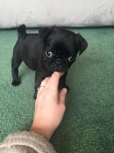 akc pug puppy in , <br />
<b>Notice</b>:  Undefined index: country in <b>/home/dogbreedersgallery/public_html/temp/8a6af99ac9f223d2246a14de2265ada4fad41ac6_0.file.listing_gallery.html.php</b> on line <b>69</b><br />
