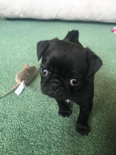 akc pug puppy in , <br />
<b>Notice</b>:  Undefined index: country in <b>/home/dogbreedersgallery/public_html/temp/8a6af99ac9f223d2246a14de2265ada4fad41ac6_0.file.listing_gallery.html.php</b> on line <b>69</b><br />
