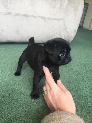 akc pug puppy in , <br />
<b>Notice</b>:  Undefined index: country in <b>/home/dogbreedersgallery/public_html/temp/8a6af99ac9f223d2246a14de2265ada4fad41ac6_0.file.listing_gallery.html.php</b> on line <b>69</b><br />
