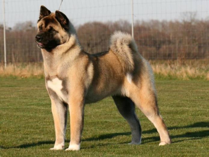 Akita in , 