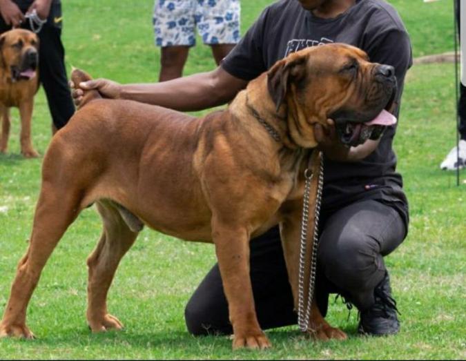 REGISTERED Boerboel puppies in , 