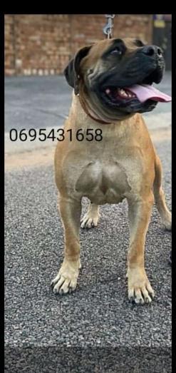 REGISTERED Boerboel puppies in , 