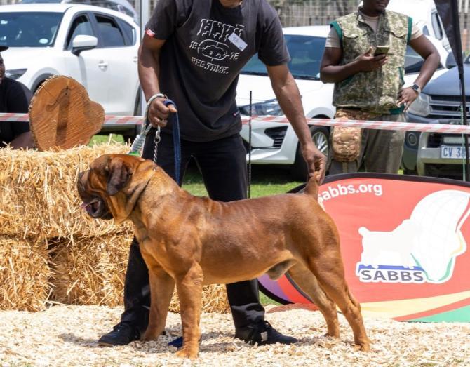 REGISTERED Boerboel puppies in , 