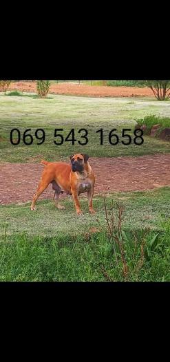 REGISTERED Boerboel puppies in , 