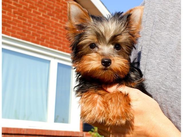 Very Tiny Teacup Yorkie Puppies For Sale in , 