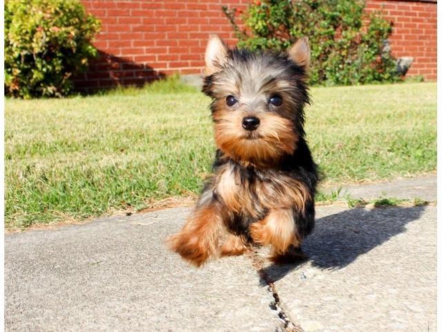 Very Tiny Teacup Yorkie Puppies For Sale in , 