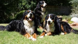 Von Proteaville Bernese Mountain Dogs