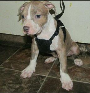 2 beautiful pure breed American Pitbull terror puppies