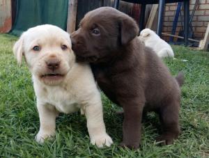 Aboheme Labradors