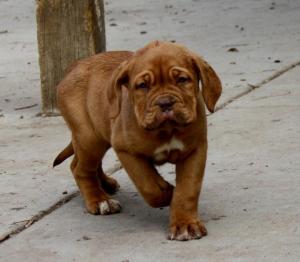 Adorable AKC Dogue de Bordeaux puppy