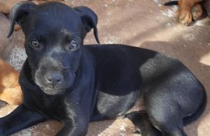 Adorable Rottweiler X Pups for Sale