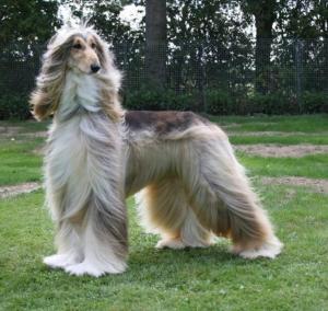 Afghan Hound