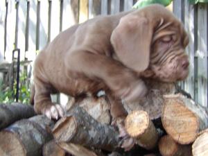 AKC Black male neapolitan and mahogany female