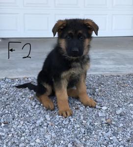 AKC German Shepard European imported line