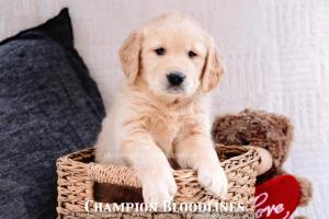 AKC Golden Retriever Champion-line male puppy