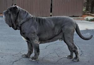 akc neapolitan mastiff for stud only