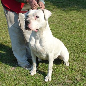 Alfonsia Dogo Argentino