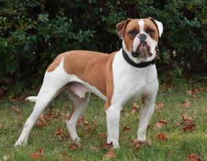 American Bulldog