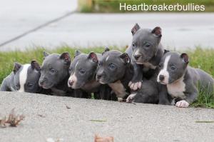 American Bully puppies available now