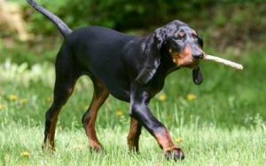 American Coonhound