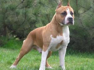 American Pit Bull Terrier