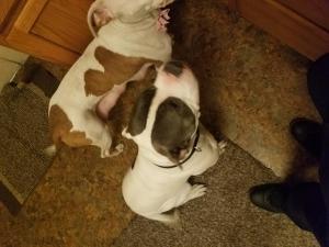 American red and staff blue mix pitbull puppies