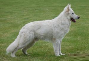 American White Shepherd