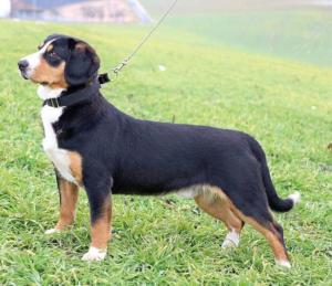 Appenzell Mountain Dog