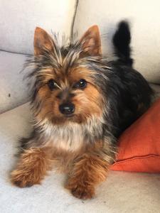 Australian Silky Terrier for sale