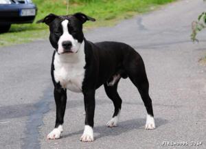 Aztrazar American Staffordshire Terriers