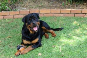 BérVon Rottweilers